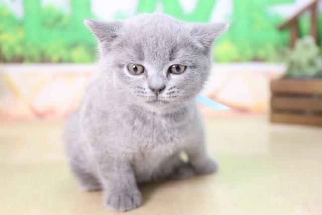 ブリティッシュショートヘアー