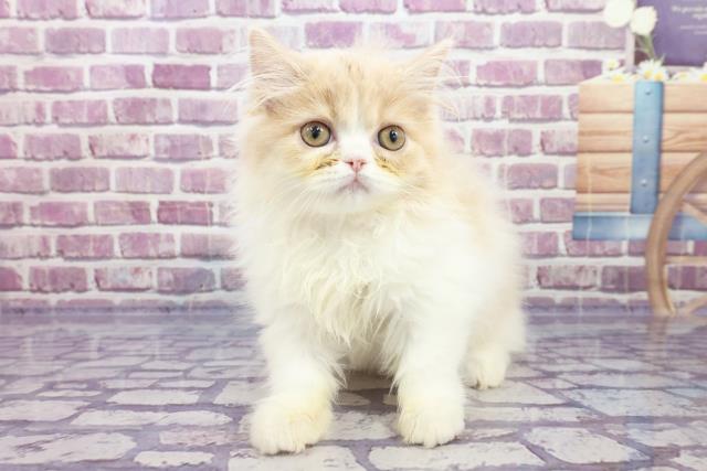 エキゾチック