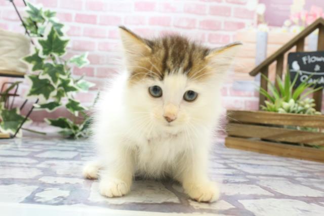 ノルウェージャン・フォレストキャット