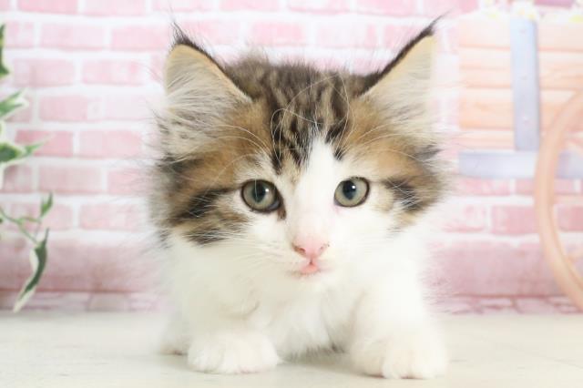 ノルウェージャン・フォレストキャット