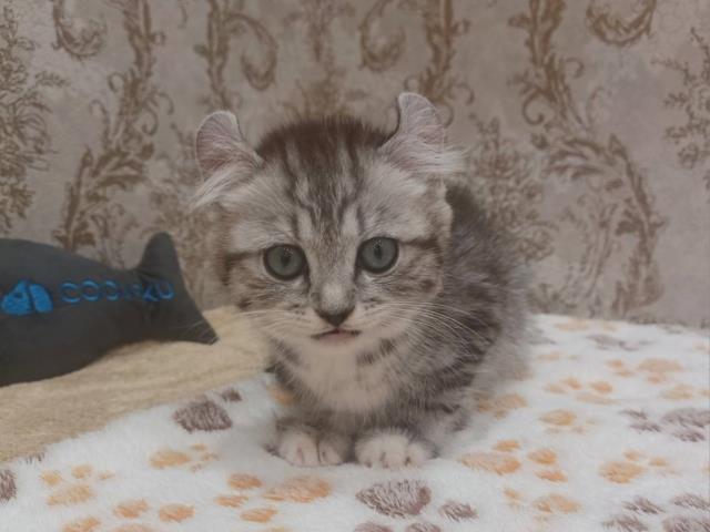 キンカロー