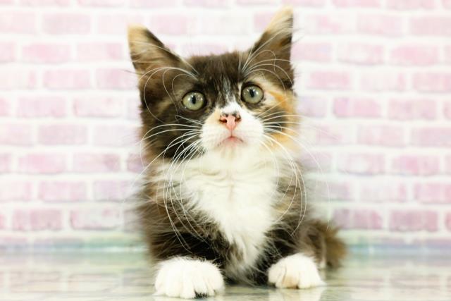ノルウェージャン・フォレストキャット