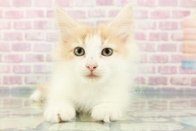ノルウェージャン・フォレストキャット