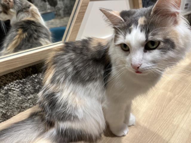 ノルウェージャン・フォレストキャット