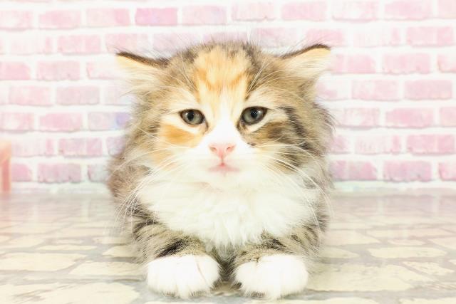 ノルウェージャン・フォレストキャット