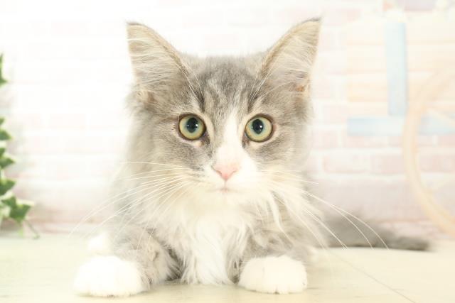 ノルウェージャン・フォレストキャット