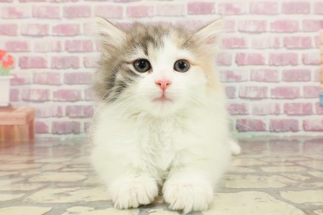 ノルウェージャン・フォレストキャット