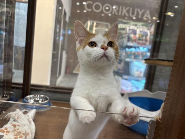 ミヌエット