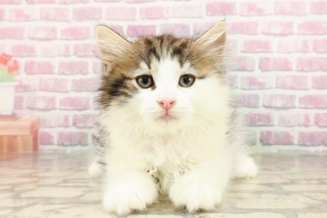 ノルウェージャン・フォレストキャット