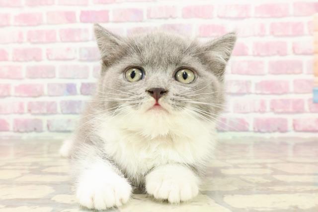 ブリティッシュショートヘアー