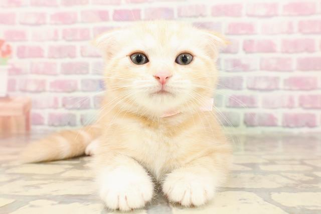 スコティッシュフォールド