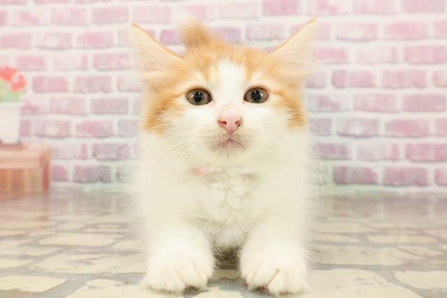 ノルウェージャン・フォレストキャット