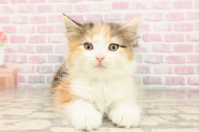 ノルウェージャン・フォレストキャット