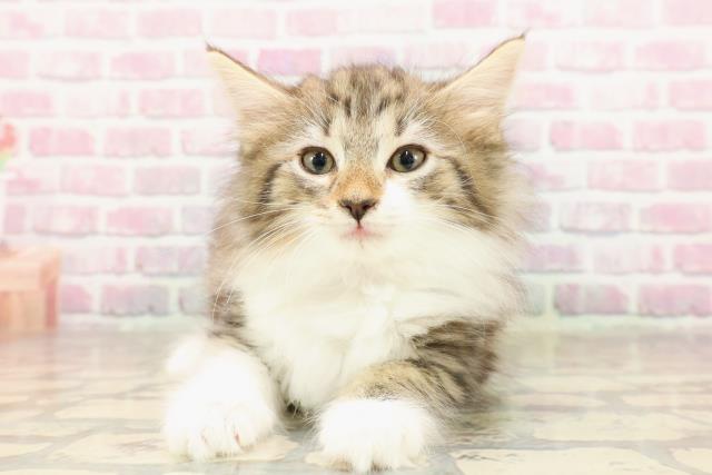 ノルウェージャン・フォレストキャット