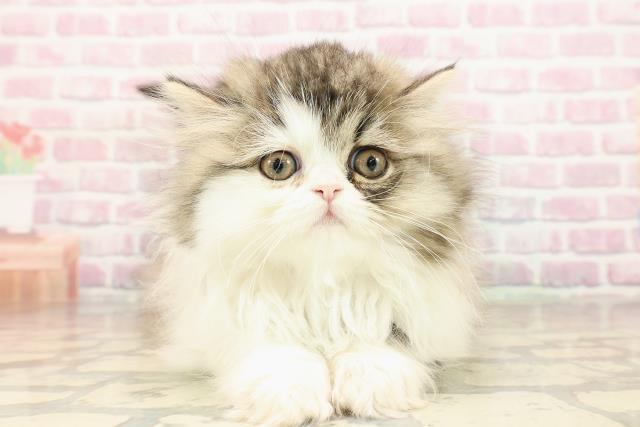 エキゾチック・ロングヘアー