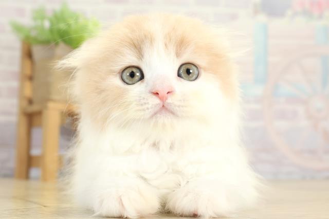スコティッシュフォールド
