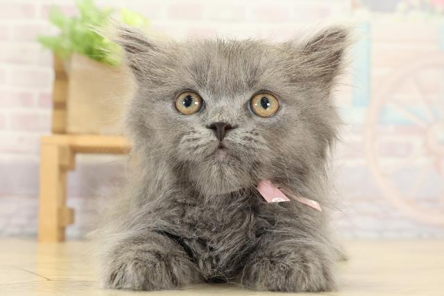 ブリティッシュロングヘアー