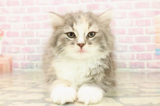 ノルウェージャン・フォレストキャット