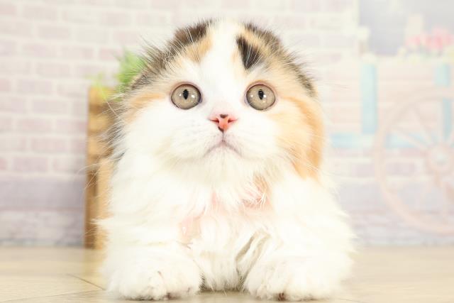 スコティッシュフォールド