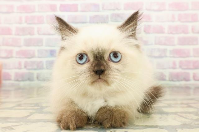 ヒマラヤン