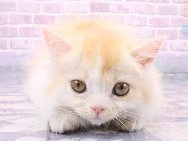 マンチカン
