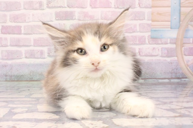 ノルウェージャン・フォレストキャット