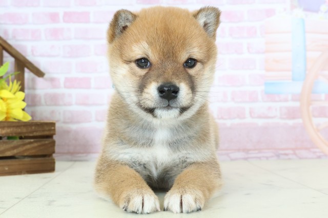 柴犬