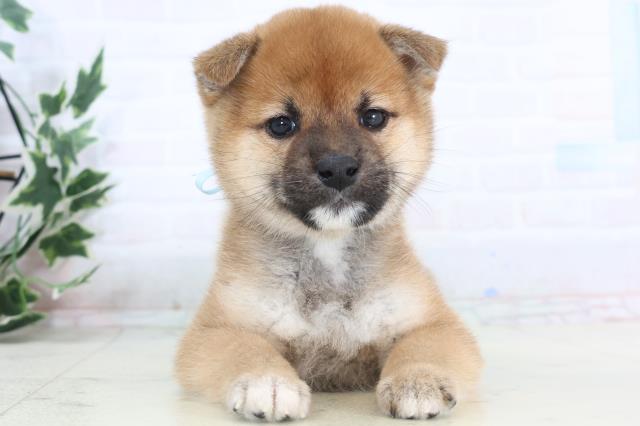 柴犬
