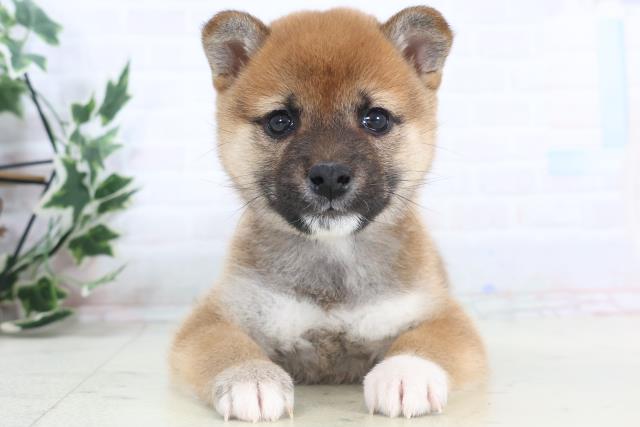 柴犬