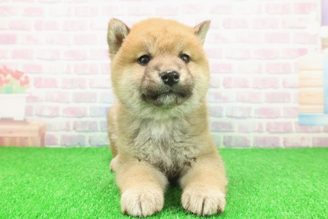 柴犬