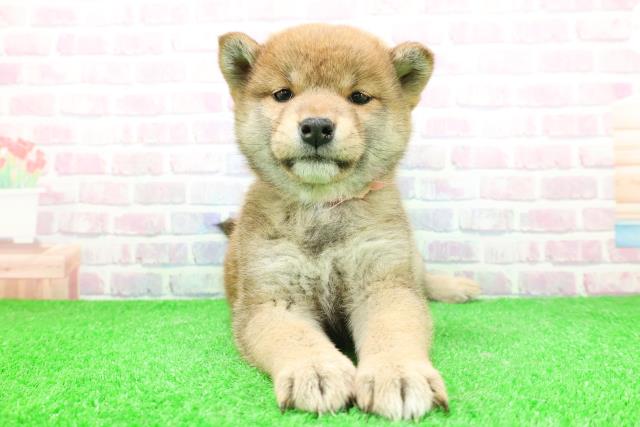 柴犬