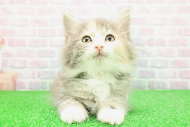 ノルウェージャン・フォレストキャット