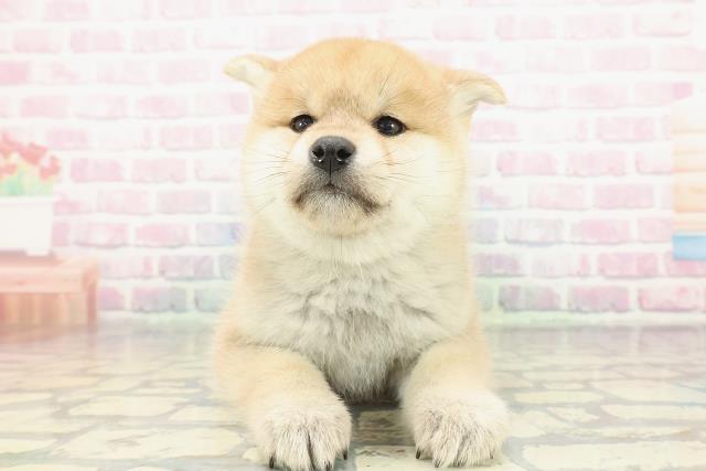 柴犬
