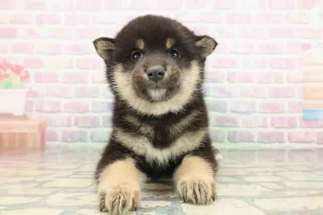 柴犬