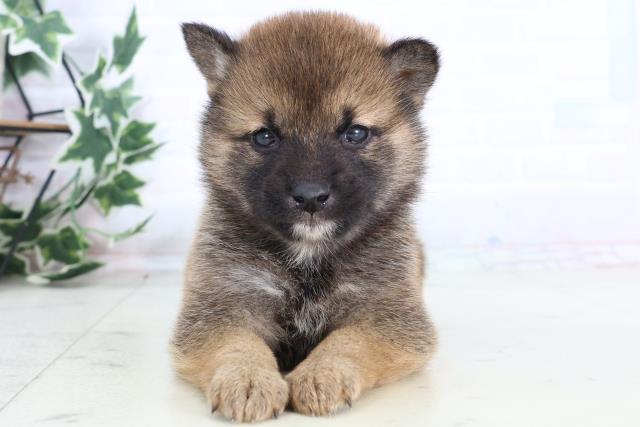 柴犬