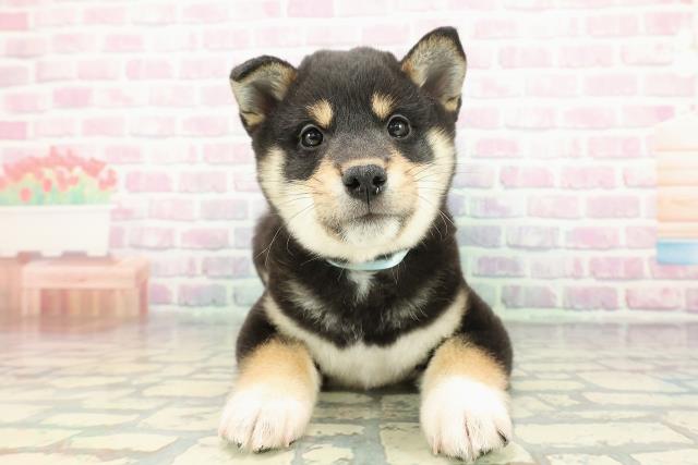 柴犬