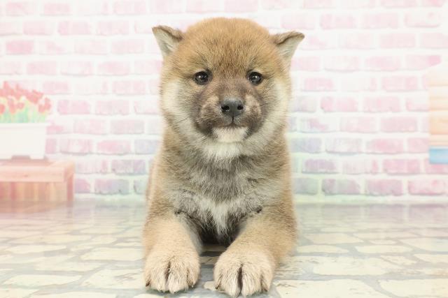 柴犬