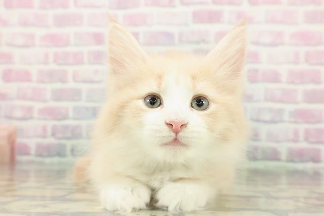 ノルウェージャン・フォレストキャット