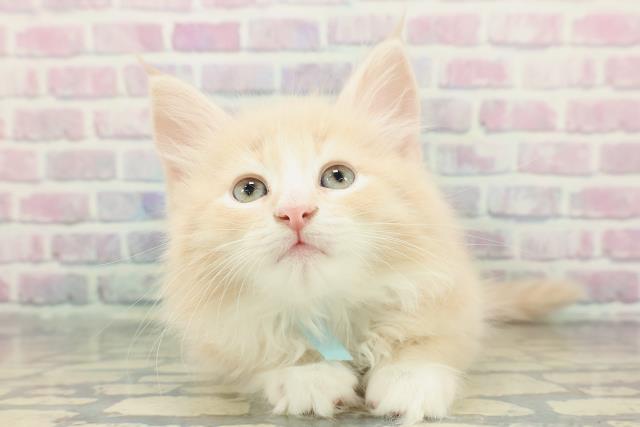 ノルウェージャン・フォレストキャット
