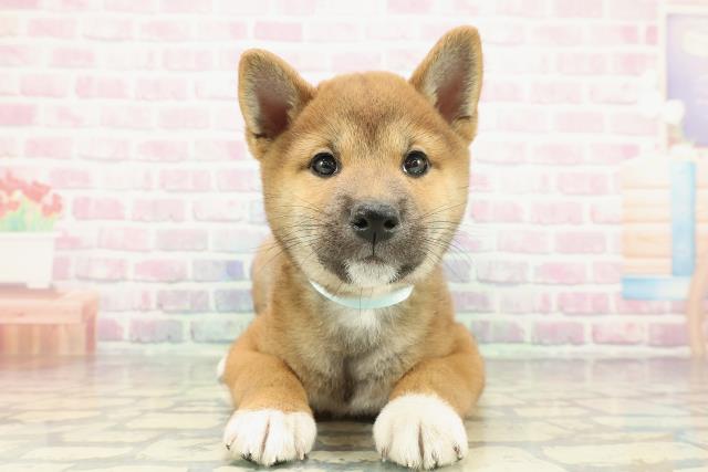 柴犬