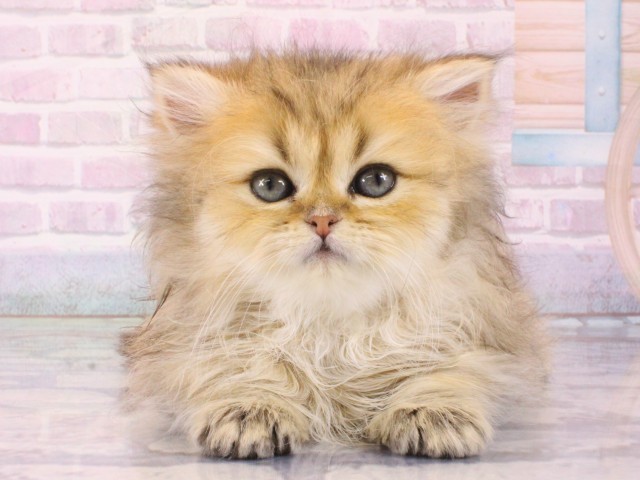 ペルシャ