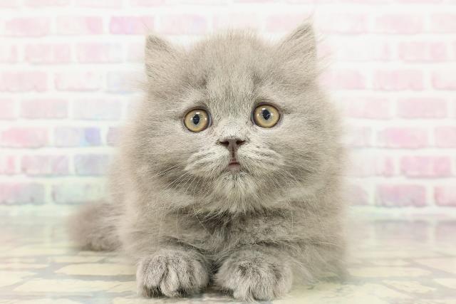 ブリティッシュロングヘアー