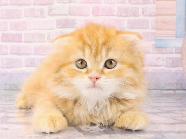 スコティッシュフォールド