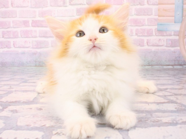 ノルウェージャン・フォレストキャット