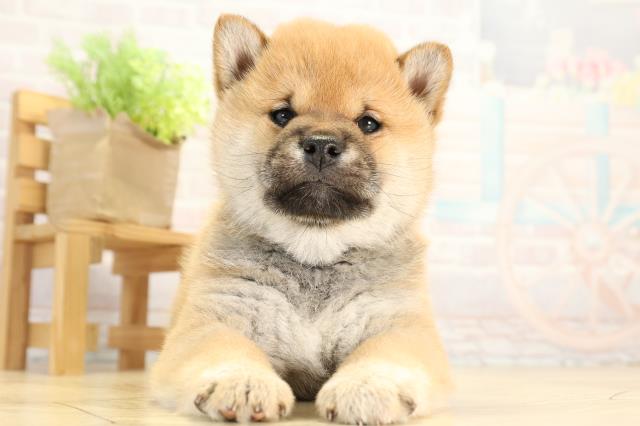 柴犬