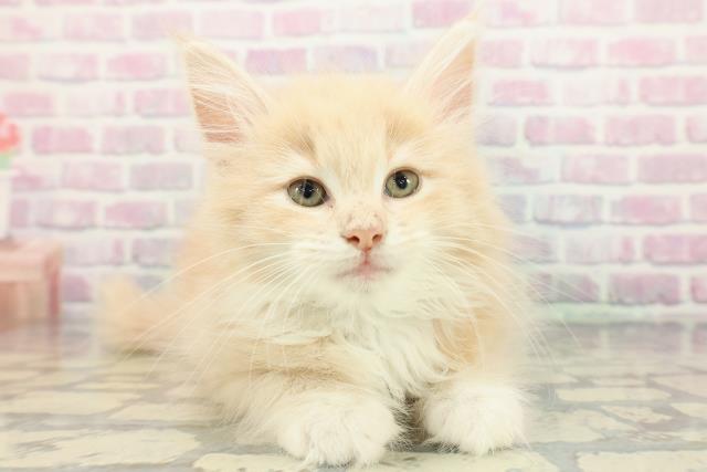 ノルウェージャン・フォレストキャット