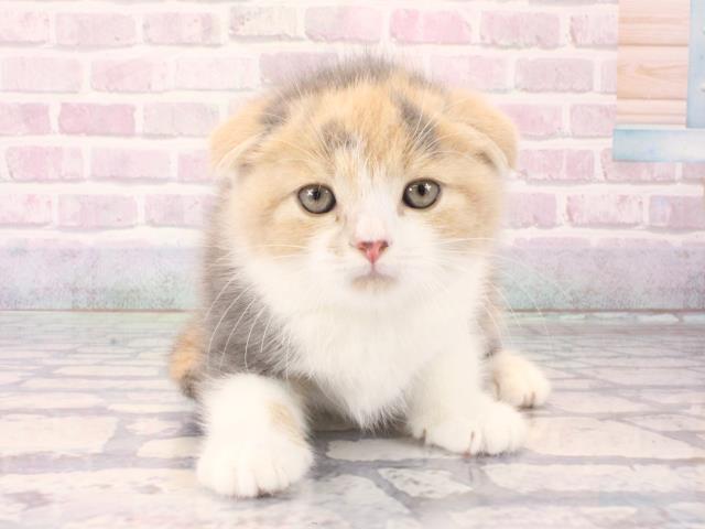 スコティッシュフォールド