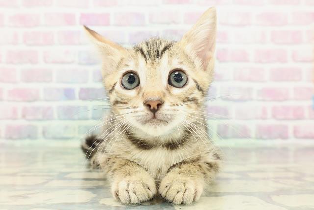 ベンガル