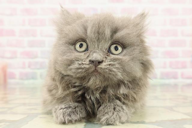 ブリティッシュロングヘアー