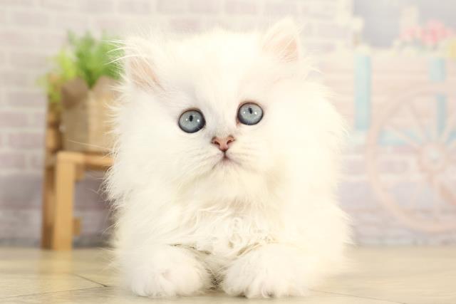 ペルシャ